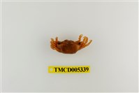 藏品(弧邊管招潮蟹)的圖片